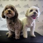 Dog's Barber and SPA