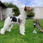 Dog's Barber and SPA
