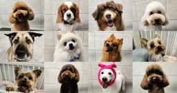 Salón pre psov Pesonen